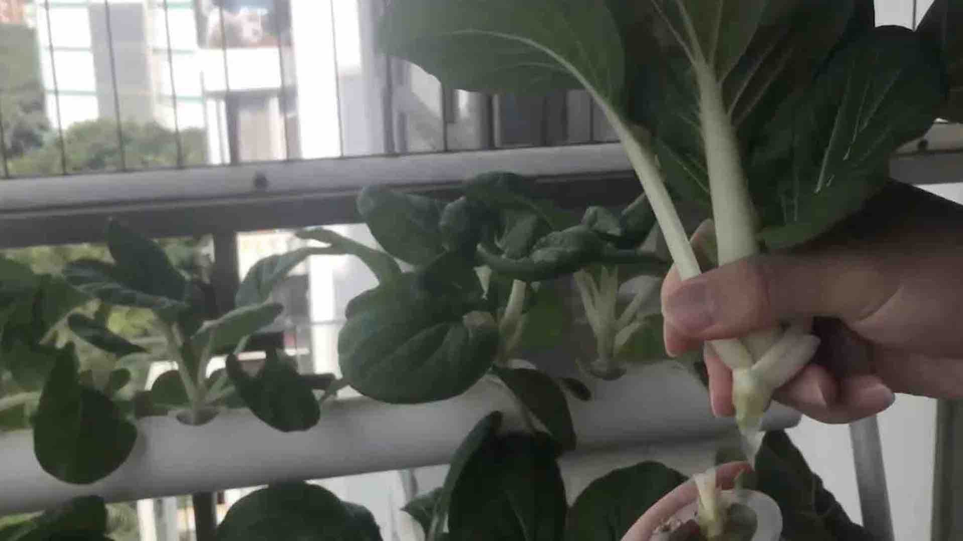 Home Hydroponic Kit - 36 Cup System: image 2