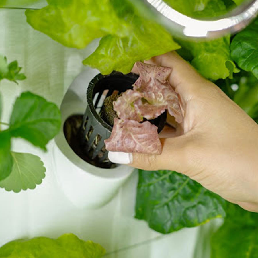 Home Hydroponic Kit - 36 Cup System: image 4