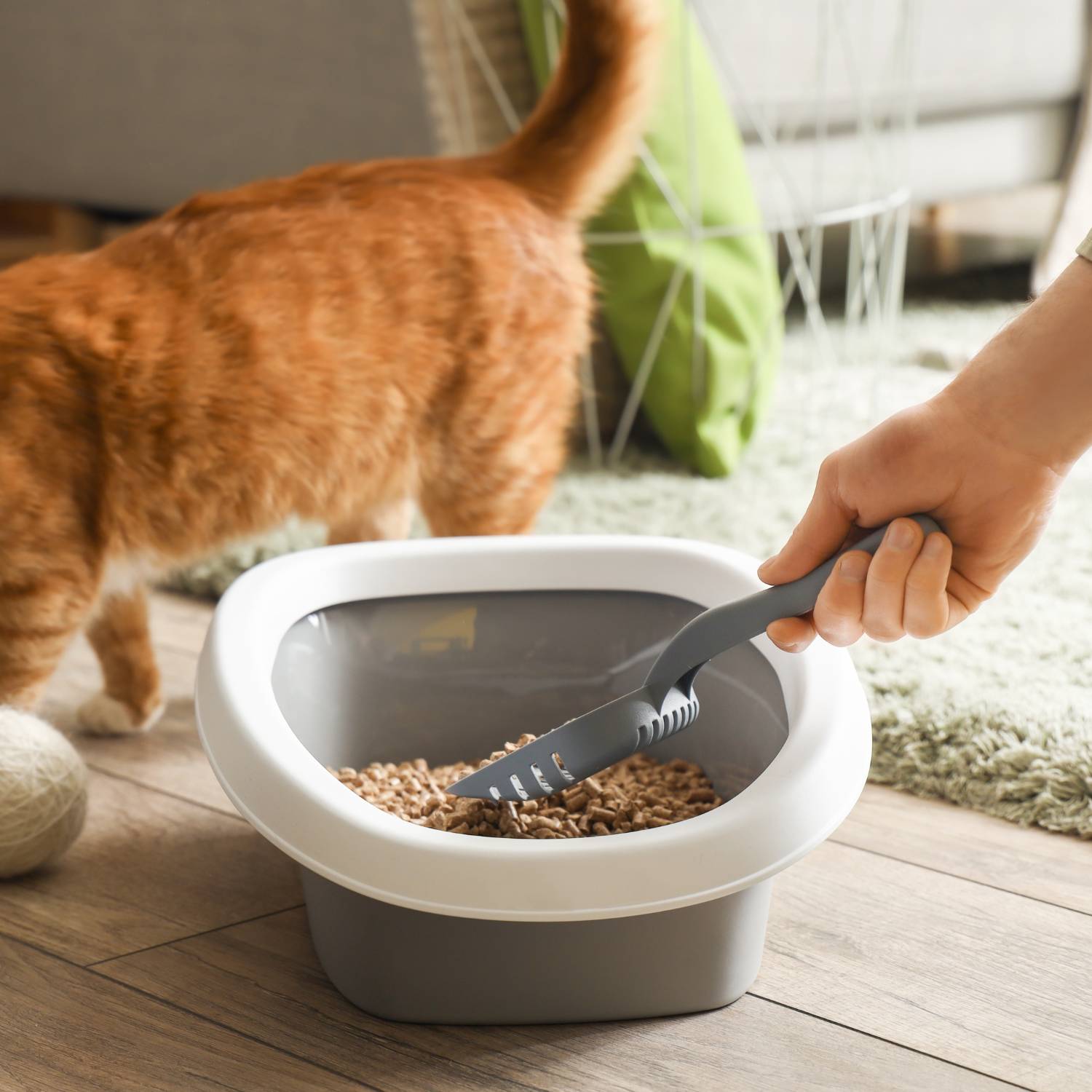 Organic Cat Litter: image 6