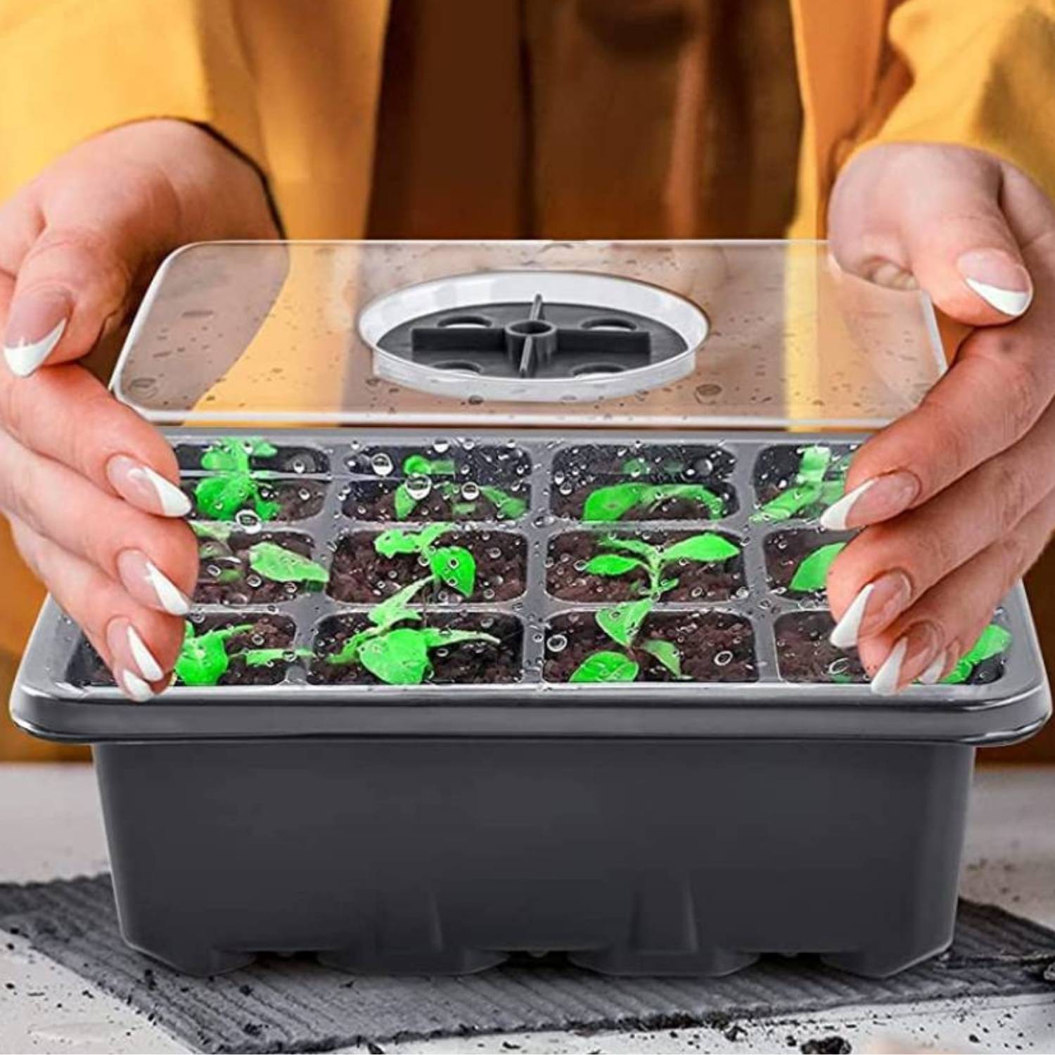 best seedling germination trays